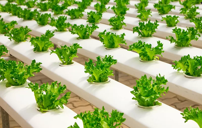 كيف تدعم المضخات وأجهزة الاستشعار الجاهزة أنظمة الزراعة الحديثة